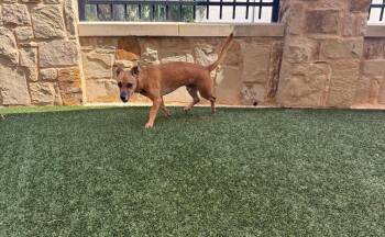 Biscuit -  Basset Hound and Labrador Retriever Dog for Adoption in Seguin, Texas - Biscuit | PetCurious