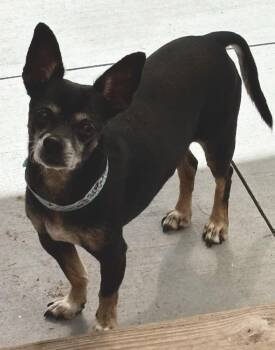 Dutton -  Chihuahua Dog for Adoption in Winter Garden, Florida - Dutton | PetCurious