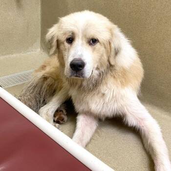 Frehley -  Great Pyrenees Dog for Adoption in Monroe, Georgia - Frehley | PetCurious