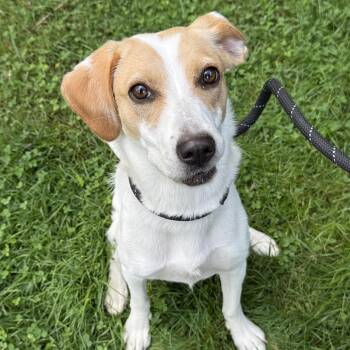 Mabel -  Beagle Dog for Adoption in Delhi, New York - Mabel | PetCurious