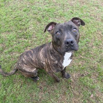 Pit Bull Terrier Dogs Available for Adoption in Eagle, Idaho - Zack **Courtesy Post. Out Of Town Pet. See Below For Details** | PetCurious