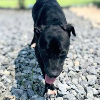 Pit Bull Terrier Dogs Available for Adoption in Nashville, Tennessee - Zim | PetCurious