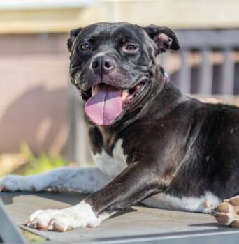 Marianna -  Mixed Breed Dog for Adoption in Chamblee, Georgia - Marianna | PetCurious