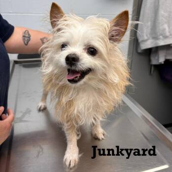 Junkyard -  Mixed Breed Dog for Adoption in Parkersburg, West Virginia - Junkyard | PetCurious
