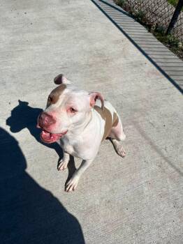 Alani -  Pit Bull Terrier Dog for Adoption in Lincoln Park, Michigan - Alani | PetCurious