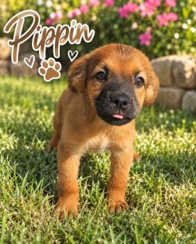 Pippin -  Spaniel Dog for Adoption in Brownstown, Indiana - Pippin | PetCurious