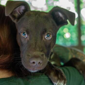 Mixed Breed Dogs Available for Adoption in Decatur, Georgia - Chandler | PetCurious