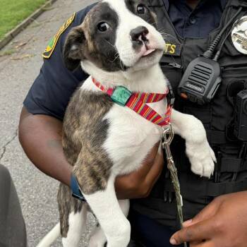 Wanda -  Border Collie and Mixed Breed Dog for Adoption in Martinsville, Virginia - Wanda | PetCurious