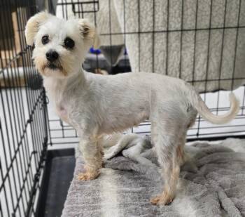 26-369 -  Maltese Dog for Adoption in Lindenhurst, New York - 26-369 | PetCurious