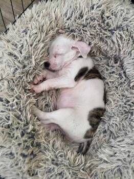 Hoss- Hattie -  American Bulldog Dog for Adoption in Lakeland, Florida - Hoss- Hattie | PetCurious