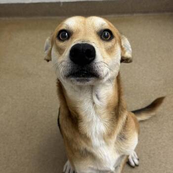 Rescue Shepherd Dogs for Adoption in Corpus Christi, Texas - Frankie | PetCurious