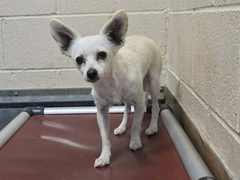 A1050354 -  Chihuahua Dog for Adoption in Martinez, California - A1050354 | PetCurious