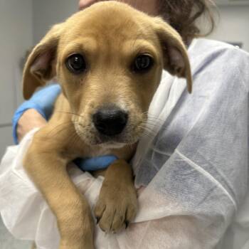 Lavender -  Mixed Breed Dog for Adoption in Greenville, South Carolina - Lavender | PetCurious