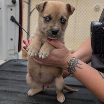 Siberian Husky and Mixed Breed Dogs Available for Adoption - Rider | PetCurious