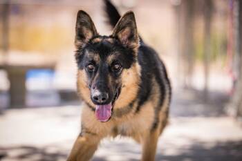 Coco -  German Shepherd Dog Dog for Adoption in Twentynine Palms, California - Coco | PetCurious