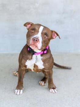Hailey -  Mixed Breed Dog for Adoption in Longmont, Colorado - Hailey | PetCurious