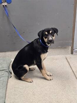 LORIS -  Black And Tan Coonhound and Mixed Breed Dog for Adoption in Tallahassee, Florida - LORIS | PetCurious