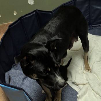 Rescue Mixed Breed Dogs for Adoption in Columbus, Georgia - 11/02/2025-Stray-WinstonRoad | PetCurious