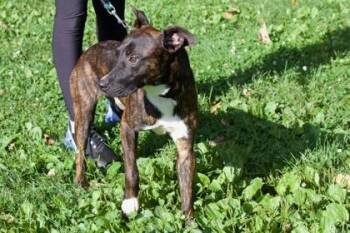 Byson -  Mixed Breed Dog for Adoption in West Chester, Pennsylvania - Byson | PetCurious