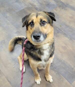 Calvin -  German Shepherd Dog Dog for Adoption in Lisbon, Ohio - Calvin | PetCurious