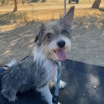 Alice -  Terrier and Poodle Dog for Adoption in Agua Dulce, California - Alice | PetCurious