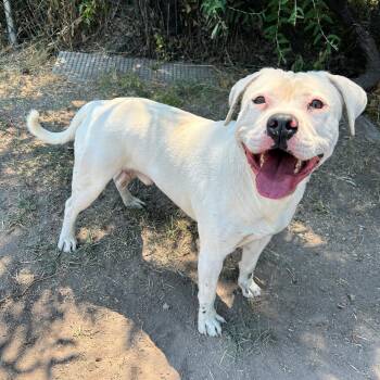 Reginald -  American Bulldog Dog for Adoption in Lindon, Utah - Reginald | PetCurious