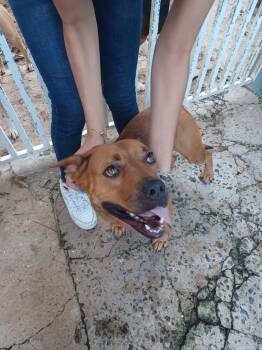 Rescue Pit Bull Terrier Dogs for Adoption in Loíza, Loíza - Ginger | PetCurious
