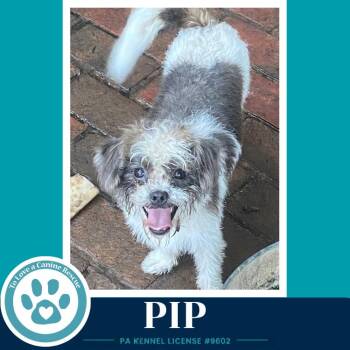 Pip 082226 -  Shih Tzu Dog for Adoption in Kimberton, Pennsylvania - Pip 082226 | PetCurious