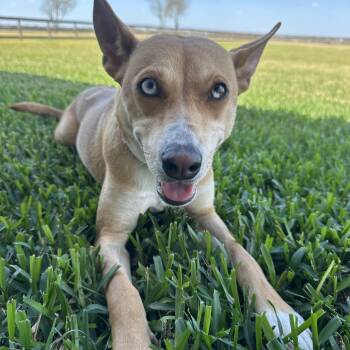 Mixed Breed and Chihuahua Dogs Available for Adoption - Sapphire | PetCurious