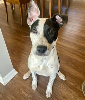 Rescue Terrier Dogs for Adoption in Brooklyn Center, Minnesota - Lilo | PetCurious