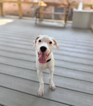 Matcha Cafe -  Pit Bull Terrier and Labrador Retriever Dog for Adoption in Friendswood, Texas - Matcha Cafe | PetCurious