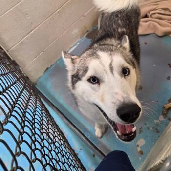 Muffy -  Mixed Breed Dog for Adoption in Charleston, West Virginia - Muffy | PetCurious