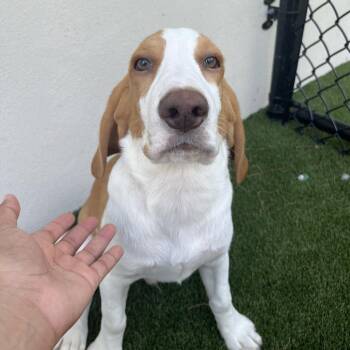 CH6 9569 aka Viktor -  Beagle Dog for Adoption in Loxahatchee Groves, Florida - CH6 9569 Aka Viktor | PetCurious