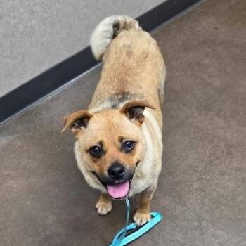 Peaches -  Pug Dog for Adoption in Salem, Oregon - Peaches | PetCurious
