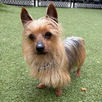 Yorkshire Terrier and Silky Terrier Dogs Available for Adoption in Providence, Rhode Island - Seven | PetCurious