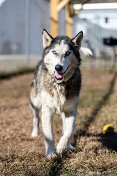 Rescue Siberian Husky and Mixed Breed Dogs for Adoption in West Chester, Pennsylvania - Sky | PetCurious