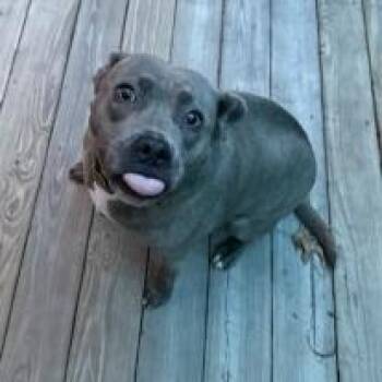 Emmy (H2H) -  Pit Bull Terrier and Husky Dog for Adoption in Richland, Michigan - Emmy (H2H) | PetCurious