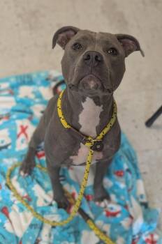 *Luva* -  Pit Bull Terrier Dog for Adoption in Salt Lake City, Utah - *Luva* | PetCurious