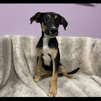 Songbird in NH. Come Meet our Adoptable Dogs Wednesday-Saturday. -  Australian Shepherd Dog for Adoption in Manchester, New Hampshire - Songbird In NH. Come Meet Our Adoptable Dogs Wednesday-Saturday. | PetCurious