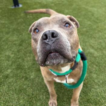 BillyBob -  Pit Bull Terrier Dog for Adoption in Philadelphia, Pennsylvania - BillyBob | PetCurious