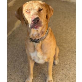 Duke -  Labrador Retriever and Mixed Breed Dog for Adoption in Ridgely, Maryland - Duke | PetCurious