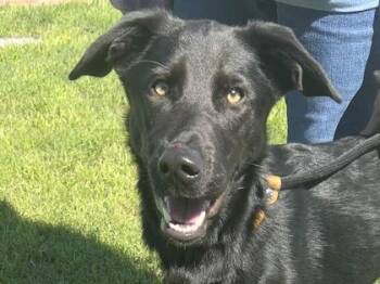 Mixed Breed Dogs Available for Adoption in Georgetown, Texas - Nimi | PetCurious