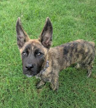 Almond -  Dutch Shepherd Dog for Adoption in Lockhart, Texas - Almond | PetCurious