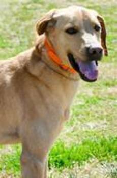 Mixed Breed Dogs Available for Adoption in Cincinnati, Ohio - Kian | PetCurious