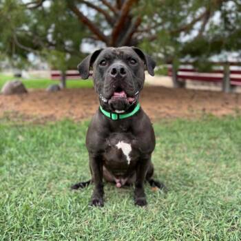 Pit Bull Terrier and Mixed Breed Dogs Available for Adoption in Fargo, North Dakota - Leon | PetCurious