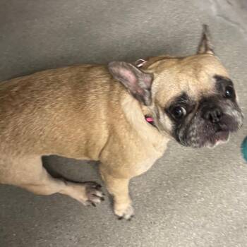 French Bulldog Dogs Available for Adoption in Los Angeles, California - Dior | PetCurious