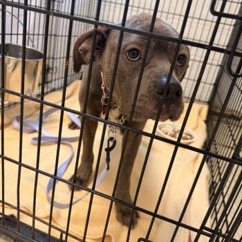 Pit Bull Terrier and Mixed Breed Dogs Available for Adoption in East St. Louis, Illinois - Dina | PetCurious