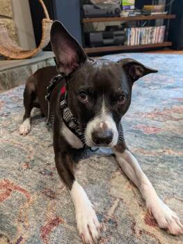 Moby (courtesy post) -  Labrador Retriever and Dachshund Dog for Adoption in Ellicott City, Maryland - Moby (courtesy Post) | PetCurious