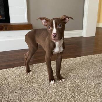 Cane Corso and American Bully Dogs Available for Adoption - Fish | PetCurious