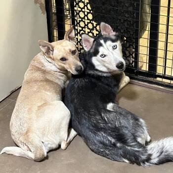 Wonder -  Husky Dog for Adoption in Flagstaff, Arizona - Wonder | PetCurious